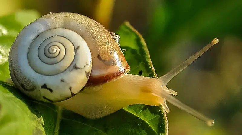 Snail on a leaf
