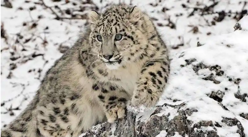 Snow Leopard crouching on a rock covered in snow