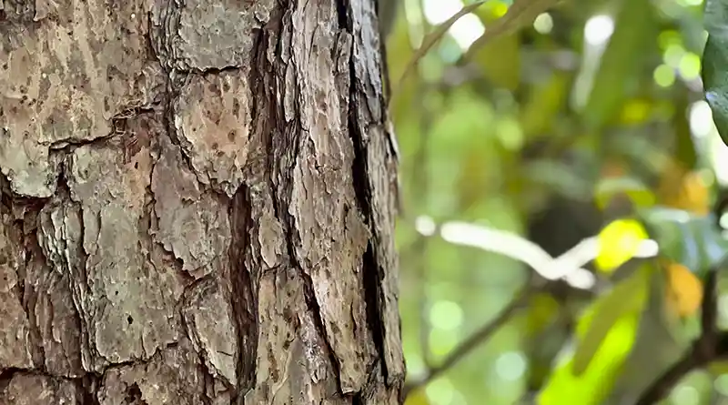 Close-up of the bark of a tree
